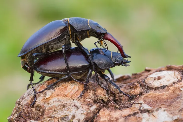 Framed Print : Lucanus cervus Print - Insect Image Framed Print : Lucanus cervus Print - Insect Image