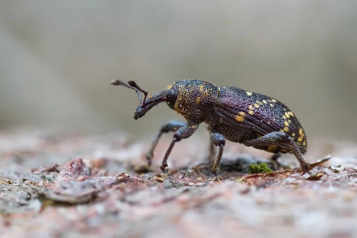 Framed Print : Large Pine Weevil Print - Hylobius abietis Imago Framed Print : Large Pine Weevil Print - Hylobius abietis Imago