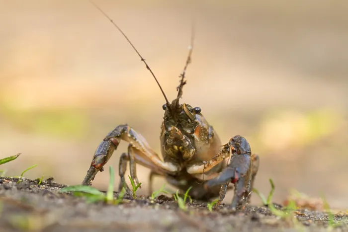 Framed Print : European Crayfish Print Framed Print : European Crayfish Print