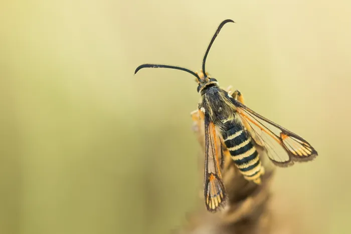 Framed Print : Marco's Six-belted Clearwing Print Framed Print : Marco's Six-belted Clearwing Print
