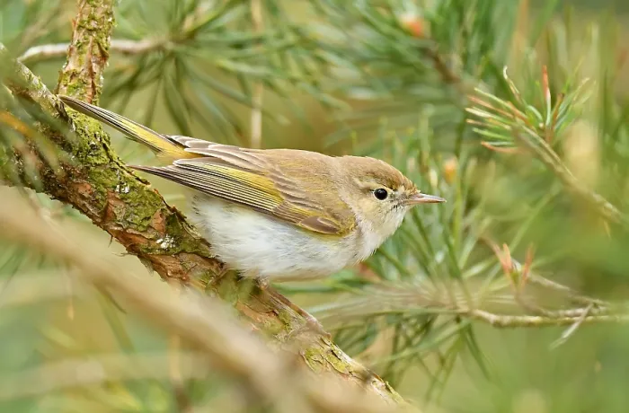 Framed Print : Western Bonelli's Warbler Print