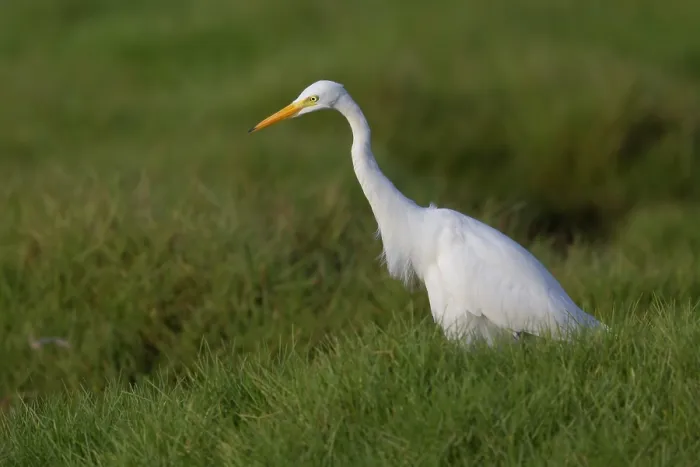 Framed Print : Medium Egret Print, Standing on Grass in Oman Framed Print : Medium Egret Print, Standing on Grass in Oman