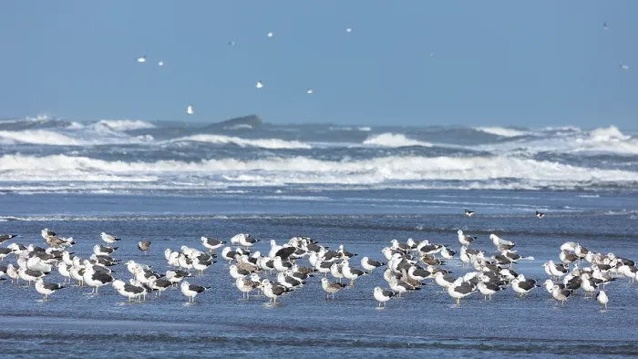 Framed Print : Print of a Lesser Black-backed Gull Flock at Rest
