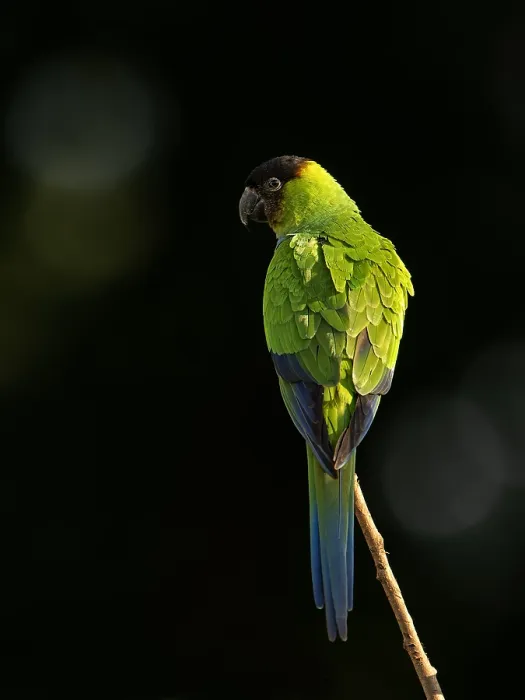 Framed Print : Nanday Parakeet Print, Pantanal, Brazil Framed Print : Nanday Parakeet Print, Pantanal, Brazil
