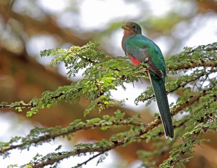 Framed Print : Narina Trogon Print Framed Print : Narina Trogon Print