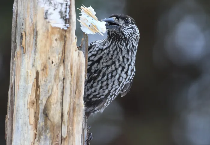 Framed Print : Spotted Nutcracker Print Framed Print : Spotted Nutcracker Print