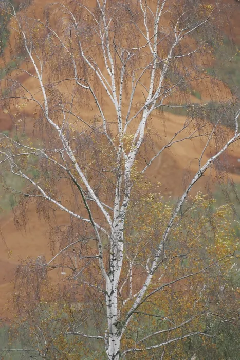 Framed Print : Oderdelta Print: Birch in the Oderdelta Landscape