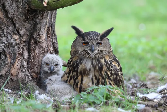 Framed Print : Eurasian Eagle-Owl Print with Young on Ground Nest Framed Print : Eurasian Eagle-Owl Print with Young on Ground Nest
