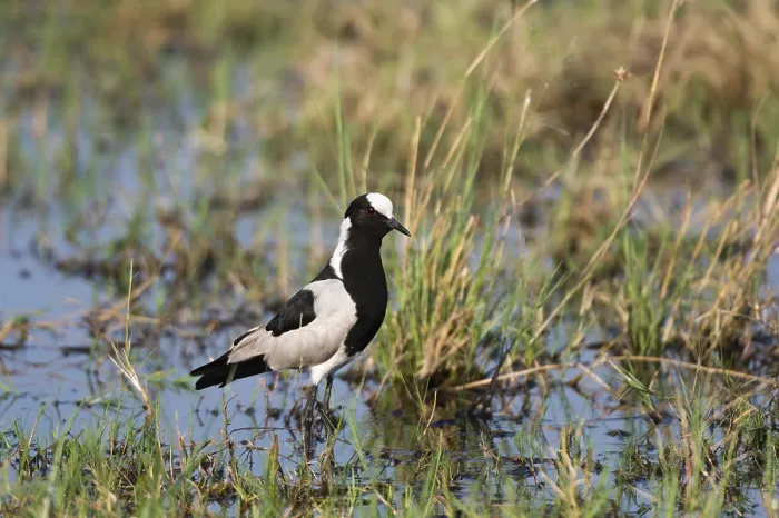 Framed Print : Print of a Blacksmith Lapwing in Wetland Habitat, Savute Marsh Framed Print : Print of a Blacksmith Lapwing in Wetland Habitat, Savute Marsh