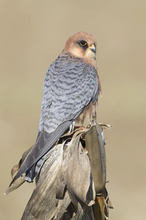 Framed Print : Red-footed Falcon Print, Adult Female on Dead Corn Framed Print : Red-footed Falcon Print, Adult Female on Dead Corn