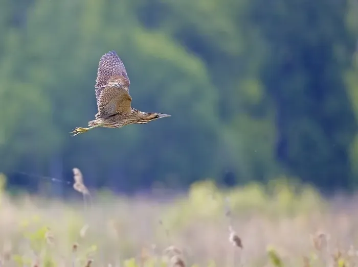 Framed Print : Roerdomp Print: Great Bittern in Flight Framed Print : Roerdomp Print: Great Bittern in Flight