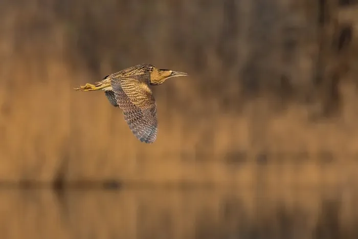 Framed Print : Roerdomp Print - Great Bittern in Flight Framed Print : Roerdomp Print - Great Bittern in Flight