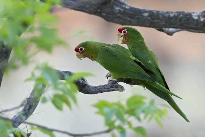Framed Print : Roodmaskeraratinga Print, Mitred Parakeet Image