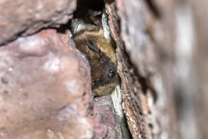 Framed Print : Serotine Bat Print, Eptesicus serotinus in Cave near Houyet, Belgium Framed Print : Serotine Bat Print, Eptesicus serotinus in Cave near Houyet, Belgium
