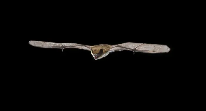 Framed Print : Serotine Bat Print - Eptesicus serotinus in Flight Framed Print : Serotine Bat Print - Eptesicus serotinus in Flight