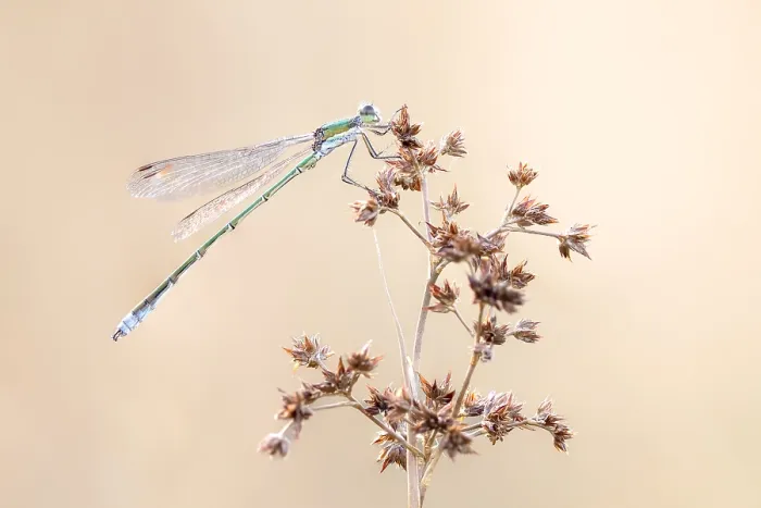 Framed Print : Small Spreadwing Print: Lestes virens perched on Juncus