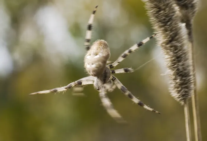 Framed Print : Spider in Print Framed Print : Spider in Print
