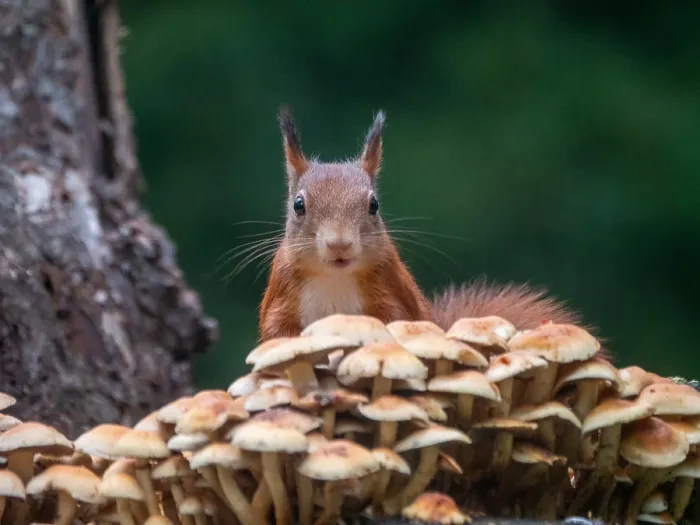 Framed Print : Agami Print: Squirrel Standing Behind Mushrooms Framed Print : Agami Print: Squirrel Standing Behind Mushrooms