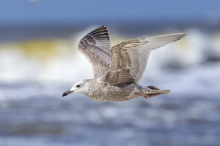 Framed Print : Thayer's Gull Print - First-winter Larus thayeri in Flight