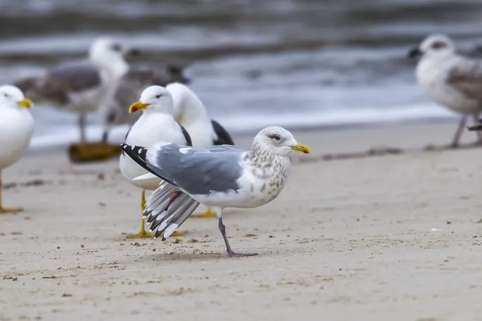 Framed Print : Thayer's Gull Print, Adult Bird on Beach Framed Print : Thayer's Gull Print, Adult Bird on Beach