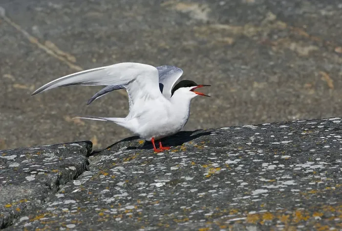 Framed Print : Visdief Print: Roepende Common Tern Sterna hirundo