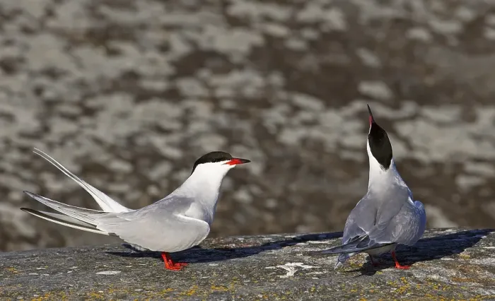 Framed Print : Print of a Pair of Common Terns