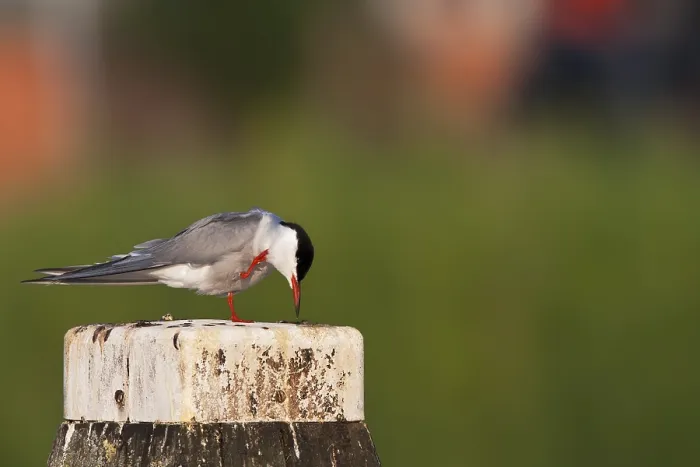 Framed Print : Visdief, Common Tern Print Framed Print : Visdief, Common Tern Print