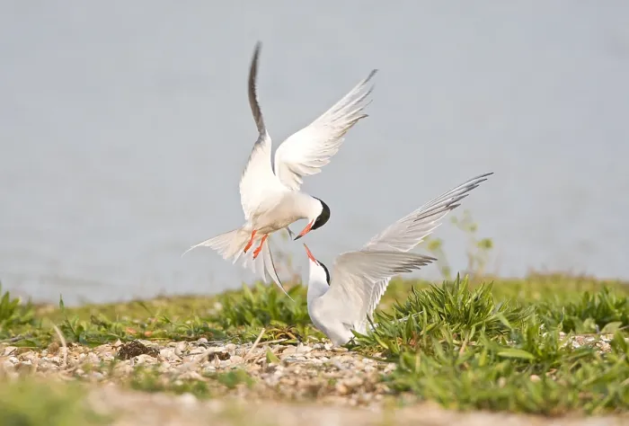 Framed Print : Common Tern Print: Visdief Display Framed Print : Common Tern Print: Visdief Display