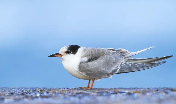 Framed Print : Visdief Print, Common Tern juvenile Framed Print : Visdief Print, Common Tern juvenile