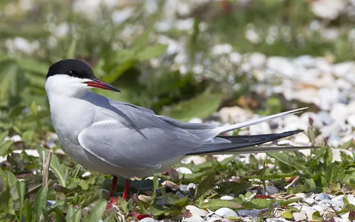 Framed Print : Visdief Print: Common Tern in Breeding Colony Framed Print : Visdief Print: Common Tern in Breeding Colony