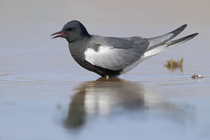 Framed Print : White-winged Tern Print: Adult Standing in Water, Agami Framed Print : White-winged Tern Print: Adult Standing in Water, Agami