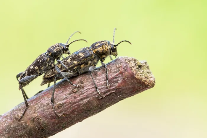 Framed Print : Xylotrechus rusticus Print - Copulating Beetles in Mating Position