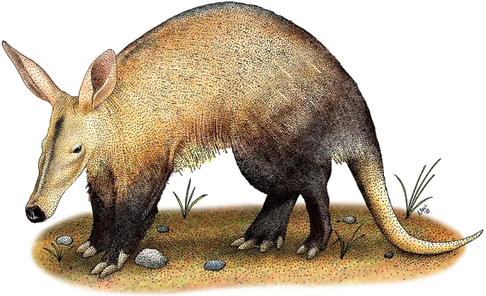 Framed Print : Aardvark Print Framed Print : Aardvark Print