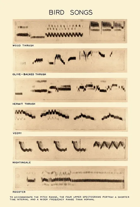 Framed Print : Spectrogram Print of Bird Songs