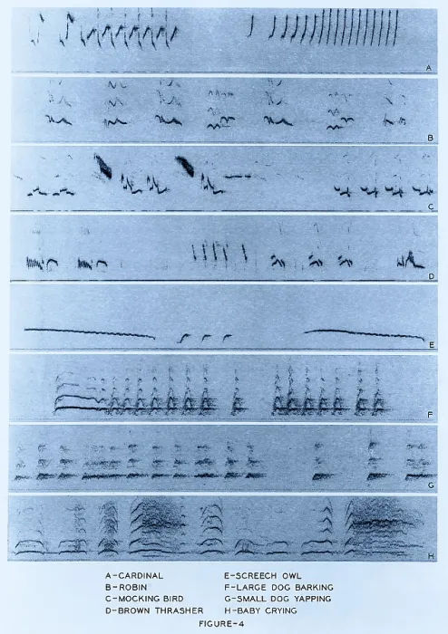 Framed Print : Audio Spectrograms Print: Bird, Mammal, and Human Vocalizations Framed Print : Audio Spectrograms Print: Bird, Mammal, and Human Vocalizations