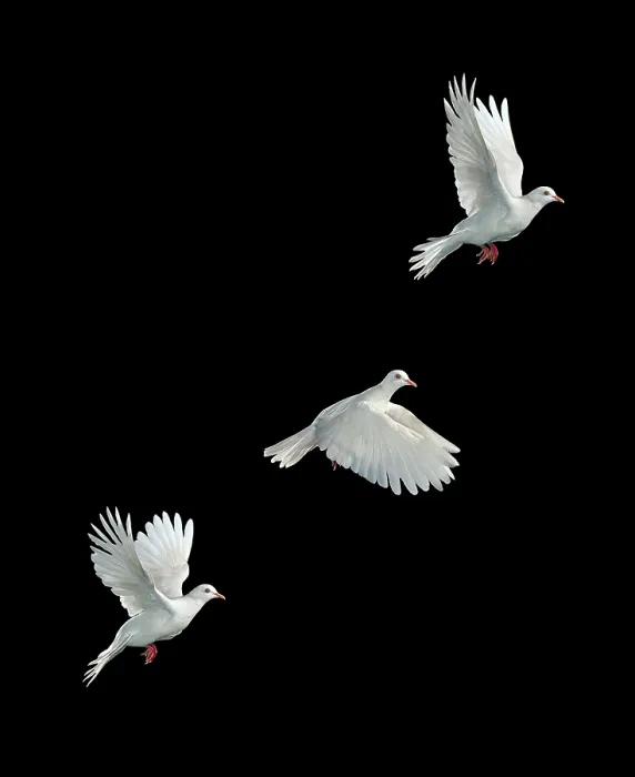 Framed Print : White Java Dove in Flight Print