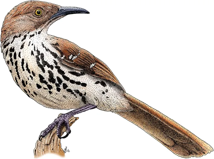 Framed Print : Brown Thrasher Print, 8x10 inches