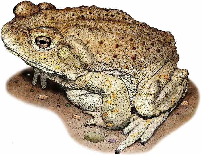 Framed Print : Colorado River Toad Print: Bufo alvarius Illustration Framed Print : Colorado River Toad Print: Bufo alvarius Illustration