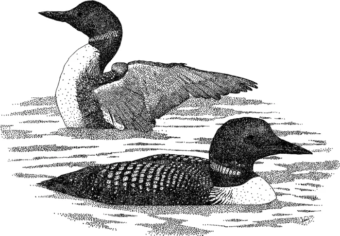 Framed Print : Common Loons Pen and Ink Print Framed Print : Common Loons Pen and Ink Print