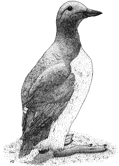 Framed Print : Common Murre Pen and Ink Print