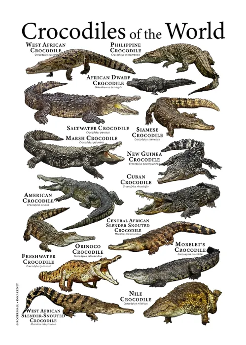 Framed Print : Scientifically Accurate Crocodile Print Featuring 12 Species Framed Print : Scientifically Accurate Crocodile Print Featuring 12 Species