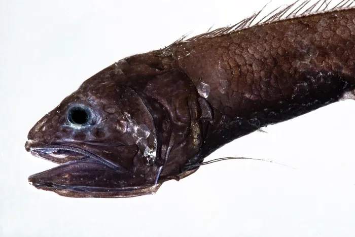 Framed Print : Abyssal Cusk Eel Print Framed Print : Abyssal Cusk Eel Print