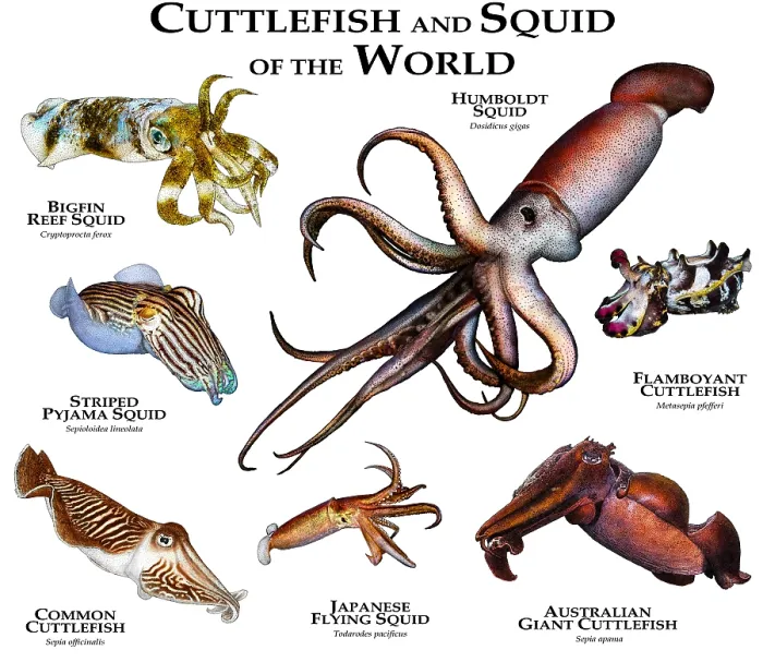 Framed Print : Cuttlefish of the World Print Framed Print : Cuttlefish of the World Print