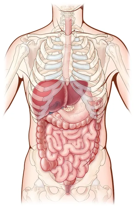 Framed Print : Digestive System Print, Anatomical Illustration with Skeleton Framed Print : Digestive System Print, Anatomical Illustration with Skeleton