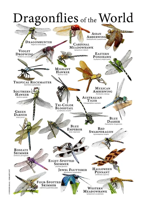 Framed Print : Dragonfly Print: A Colorful Collection of Scientific Illustrations Framed Print : Dragonfly Print: A Colorful Collection of Scientific Illustrations
