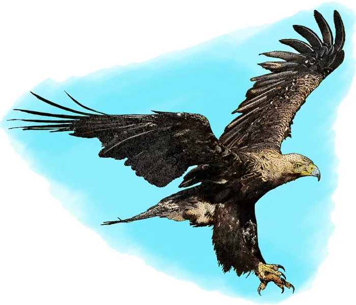 Framed Print : Eastern Imperial Eagle Print Framed Print : Eastern Imperial Eagle Print