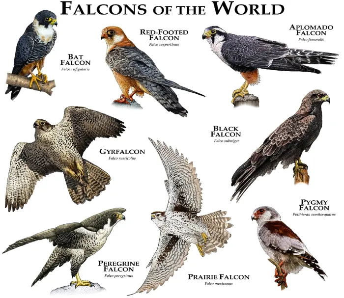 Framed Print : Falcons of the World Print: Colorful Collage of Various Falcon Species Framed Print : Falcons of the World Print: Colorful Collage of Various Falcon Species