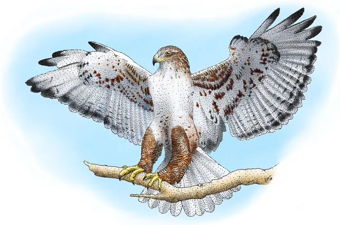 Framed Print : Ferruginous Hawk Print, a photograph of a bird