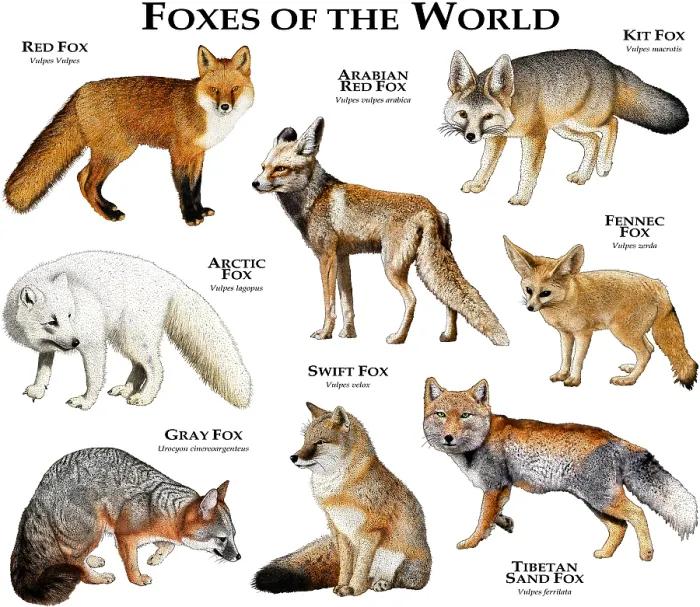 Framed Print : Foxes of the World Print: A Collection of Various Fox Species Framed Print : Foxes of the World Print: A Collection of Various Fox Species