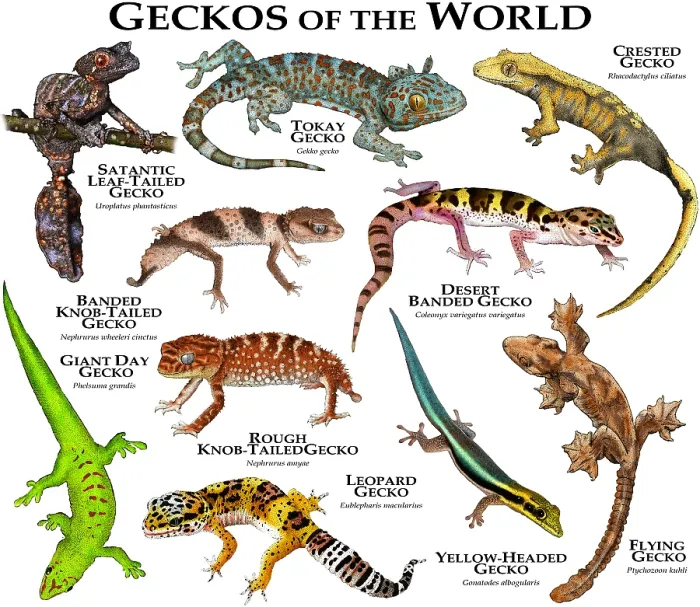 Framed Print : Geckos of the World Print - Color Collage of Various Species Framed Print : Geckos of the World Print - Color Collage of Various Species